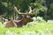 Bull Elk in Velvet