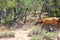 Bull Elk in Velvet