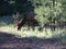 Bull elk with velvet antlers grazing