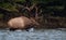 Bull elk walking through water