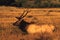 Bull Elk in Wallow