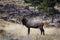 Bull Elk from the Wallow