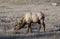 Bull Elk Wapiti, Cervus canadensis feeding