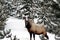 Bull Elk in the winter, Yellowstone Park