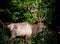 A bull elk wondering around during the rut with a cow from his harem nearby