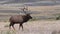 Bull Elk in Yellowstone National Park