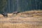 Bull Elk in Yellowstone National Park in the early morning hours