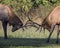 Bull Elks