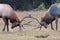 Bull Elks fighting