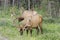 Bull elks grazing on a meadow