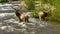Bull Elks in Mountain Creek - Fall River, Rocky Mountain National Park