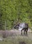 Bull endangered woodland caribou near forest
