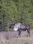 Bull endangered woodland caribou near forest