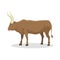 Bull farm animal male standing vector illustration.