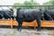 The bull on the farm in open paddock