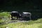 Bull fight, Rudranath trek, Uttrakhand, India