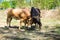 Bull fighting on soil field.