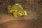 Bull frog, Lithobates catesbeianus or Rana catesbeiana, Ranthambore, Rajasthan, India