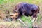 Bull Gaur grazing by the road in Biligiri Rangan Tiger Reserve, Karnataka, India