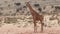 Bull giraffe standing in the grassland in the Kalahari