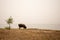 A bull grazes on the shore of Lake Baikal with fog.