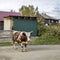 bull grazes on the street of a Karelian village. Ayrshire cattle are a breed of dairy cattle from Ayrshire in southwest Scotland