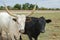 Bull grazing on field