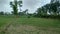 Bull grazing grass lonely in the farm. India kushinagar