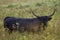 Bull grazing in the meadow on foggy summer morning