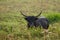 Bull grazing in the meadow on summer morning