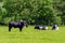 A bull on a green meadow where several cows are lying. Farm cattle on a pasture on a sunny spring day. Animal husbandry, cows on