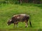 Bull on hare krishna farm, indian breed on the pasture