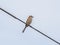 Bull-headed shrike on a aerial tv antenna 1