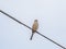 Bull-headed shrike on a aerial tv antenna 3