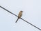 Bull-headed shrike on a aerial tv antenna 5