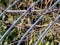 Bull-headed shrike in an old greenhouse 1