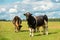 Bull with herd grazing on the field