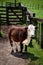 Bull Hereford standing in a yard on a farm