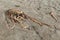 Bull kelp flotsam stranded on beach