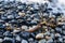 Bull Kelp on Rocky Beach