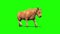 Bull Light Hair Walkcycle Green Screen 3D Rendering Loop