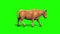 Bull Light Hair Walkcycle Side Green Screen 3D Rendering Loop