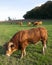 Bull and limousin cows in backlit meadow landscape with forest in the background