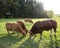 Bull and limousin cows in backlit meadow landscape with forest in the background