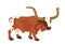 Bull long horn cattle vector illustration isolated on white background.