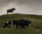 Bull looking over his cows