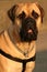 Bull Mastiff