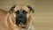 Bull mastiff dog