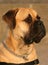 Bull Mastiff Dog.