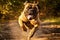 Bull Mastiff running